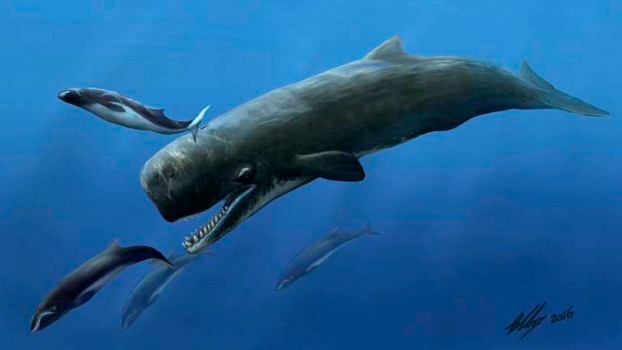 Presentan un gigantesco diente de un cachalote prehistórico