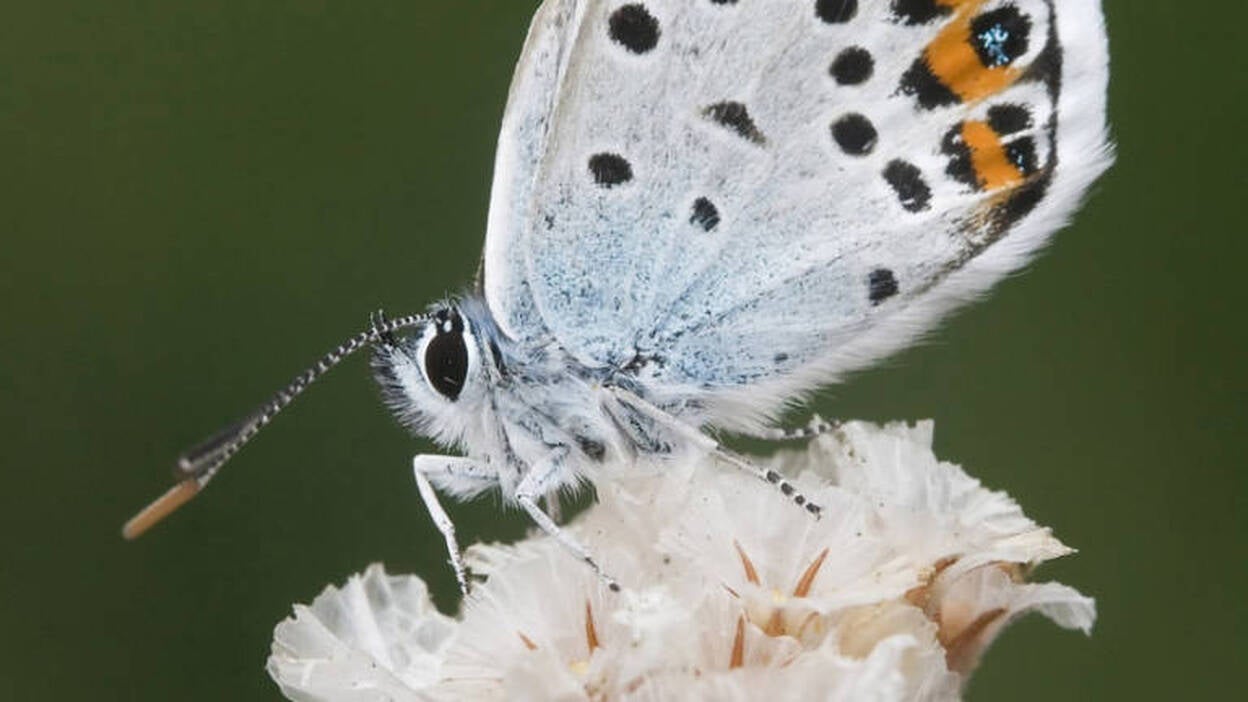 Canarias "necesita mejorar" en protección de la naturaleza, según WWF