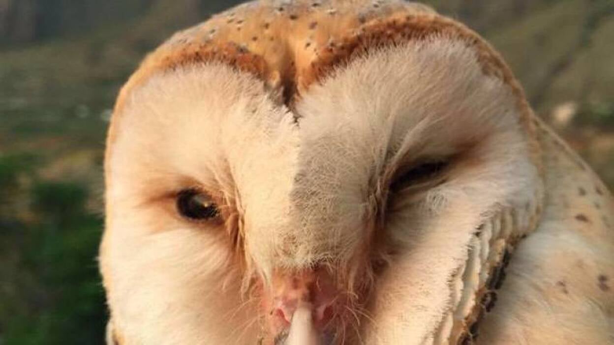 Sueltan tres ejemplares de aves silvestres protegidas en El Hierro