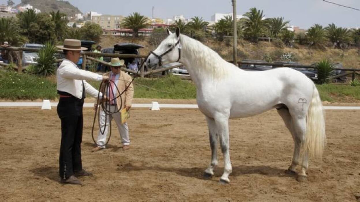 Arucas reta a los mejores equinos de Canarias