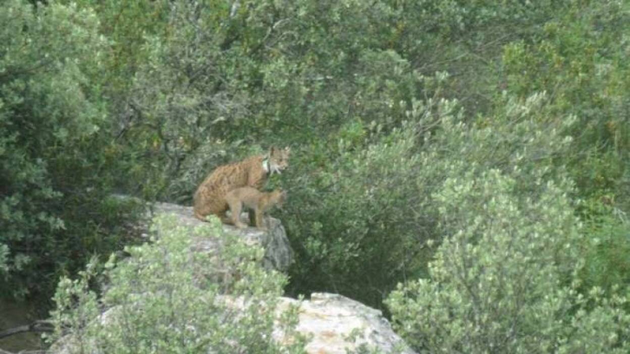 Nacen siete cachorros de lince ibérico en Extremadura