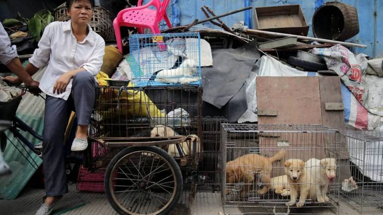 Controvertida carnicería de perros