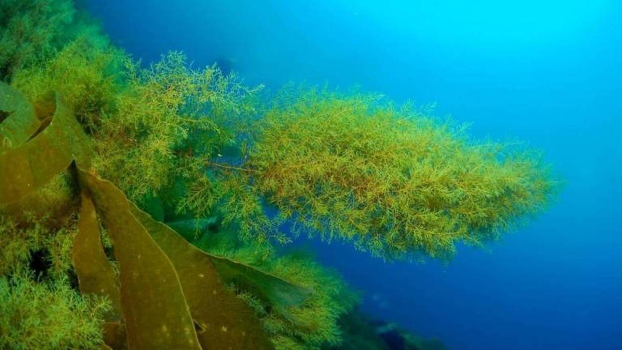 Oceana pide proteger los bosques submarinos igual que los de tierra