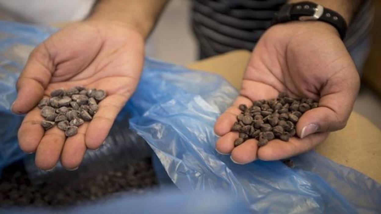 Consiguen reducir la grasa del chocolate a través de la electricidad