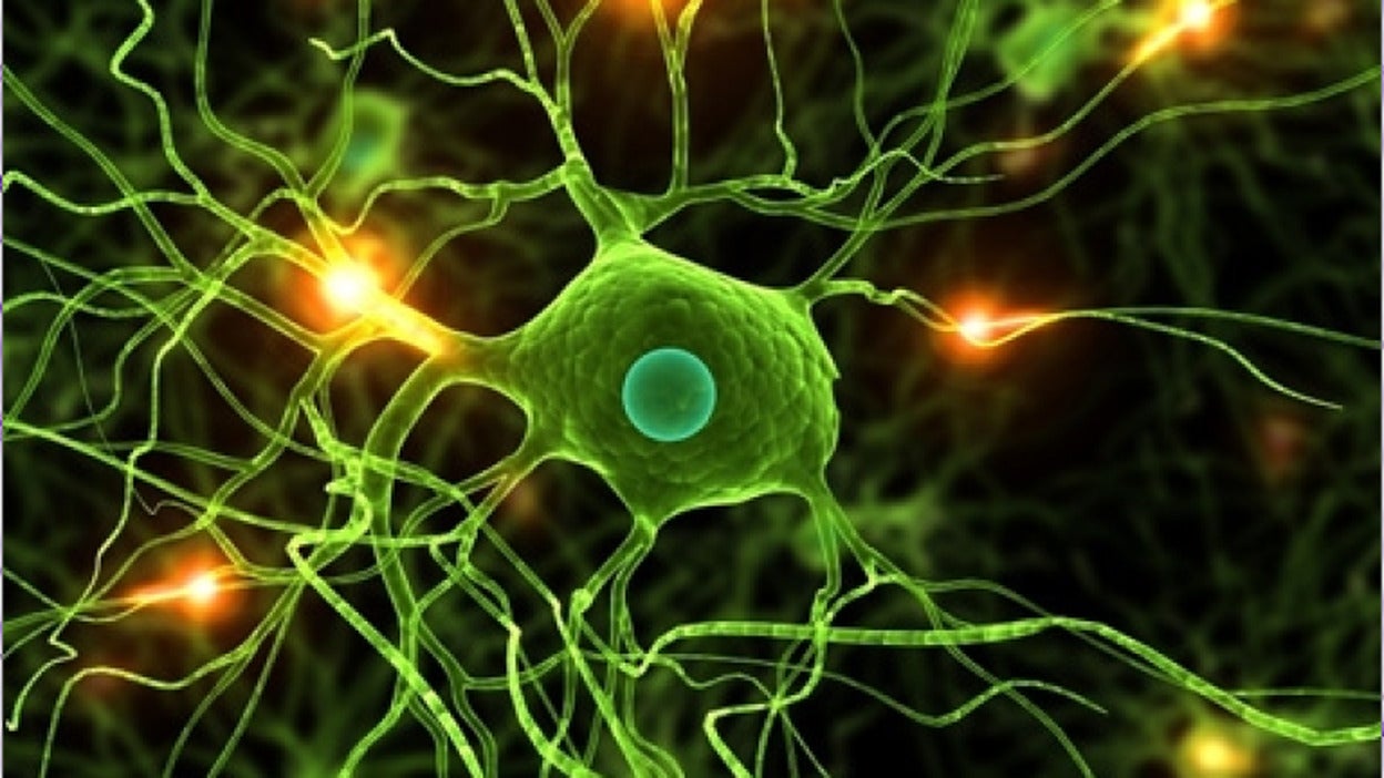 Demuestran que una neurona se puede hacer con distintos patrones genéticos