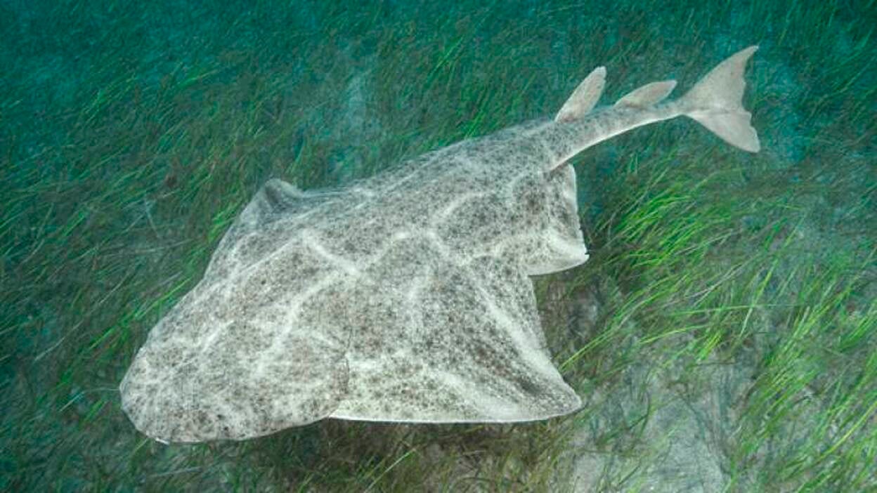 Las aguas de Canarias se convierten en el último bastión del tiburón 'angelote'