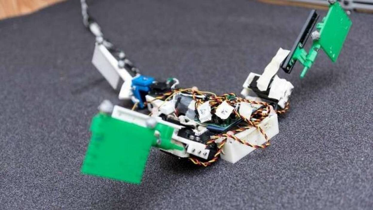 La cola fue esencial en el tránsito de peces a animales terrestres