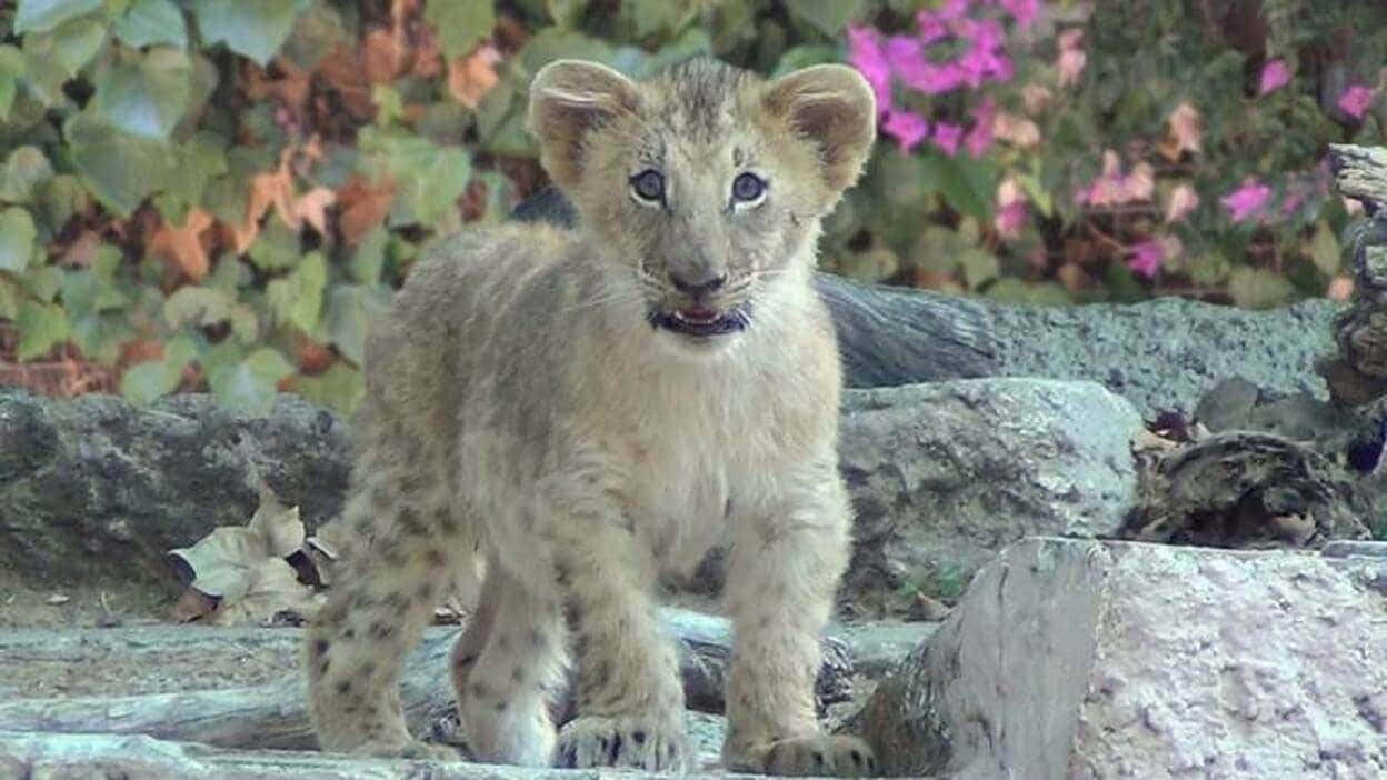 Nace una cría de león en el Zoo de Barcelona