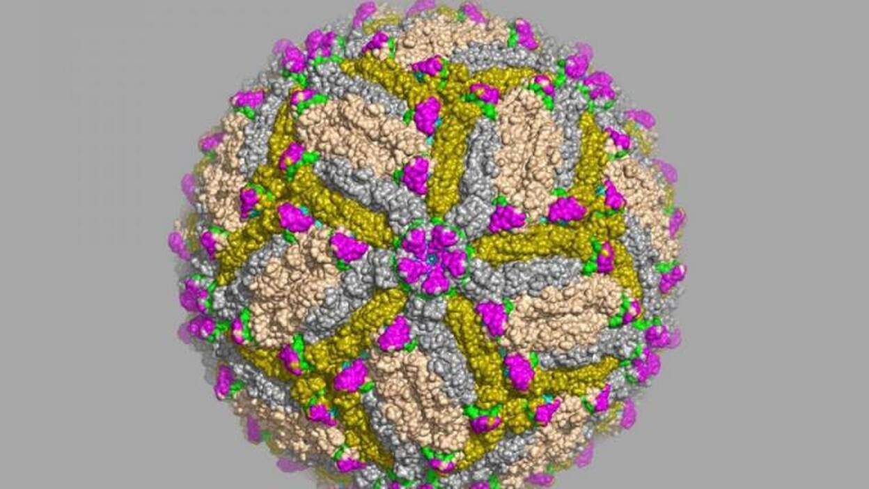 Identificados anticuerpos que impiden la infección por el virus del zika