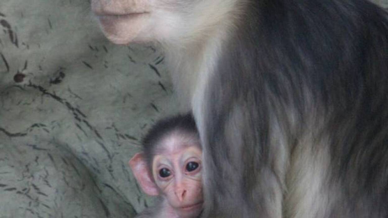 Nace en el Zoo de Barcelona un mangabey, un primate en peligro de extinción