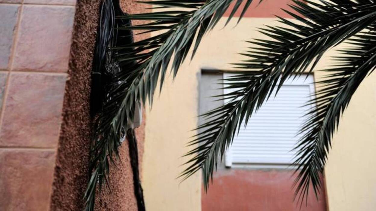 "Las palmeras son nidos de ratas"