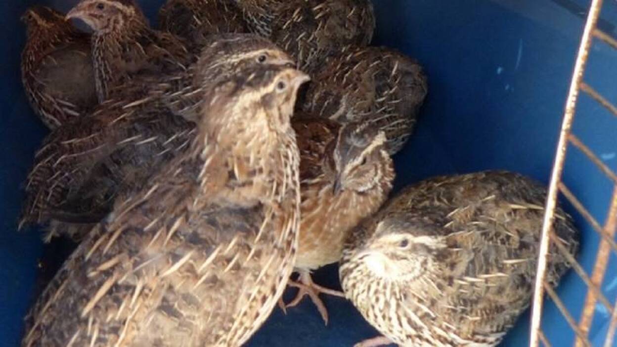 Incautados en Tenerife diez ejemplares de codorniz japonesa