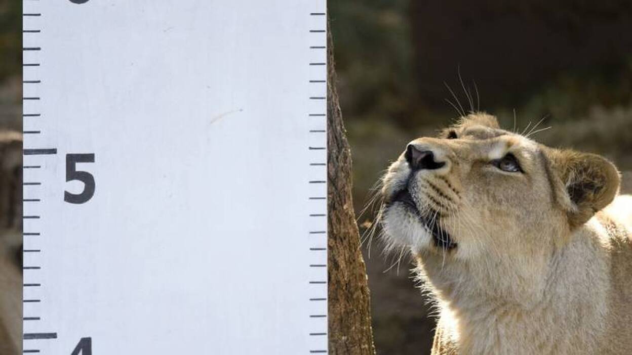 Pesaje anual de animales en el Zoo de Londres