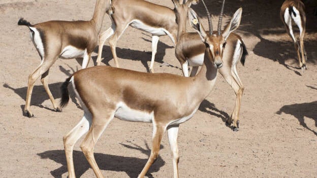 Un zoológico de Fuerteventura reintroduce 43 ejemplares de gacela de cuvier en su hábitat natural en Túnez