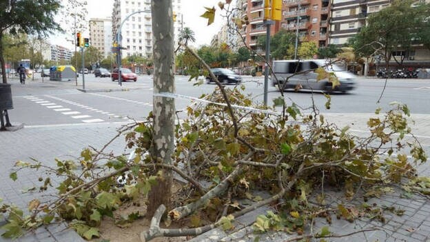 Heridas leves 16 personas por caída de ramas por el viento en Barcelona