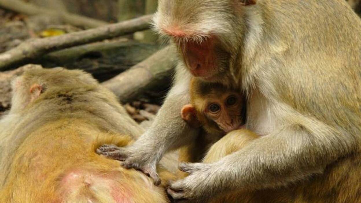 El ascenso en el estatus social eleva la inmunidad en monos