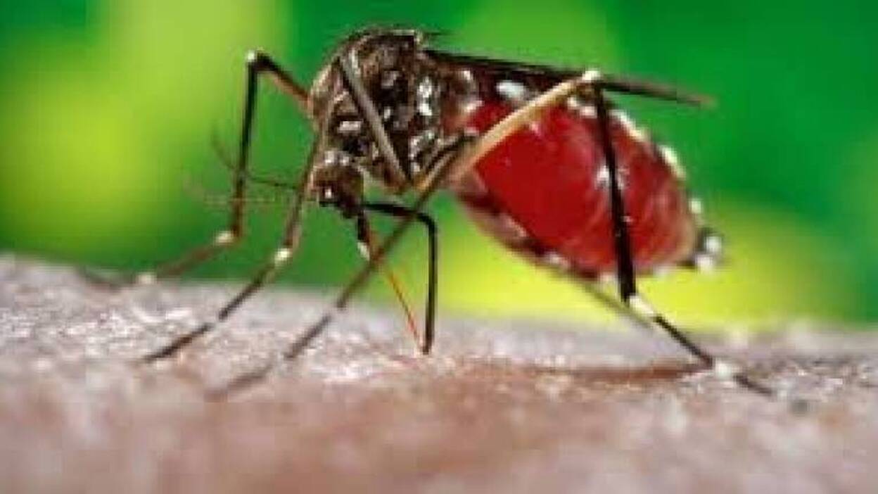 Las respuestas a las dudas científicas sobre el zika tardarán años