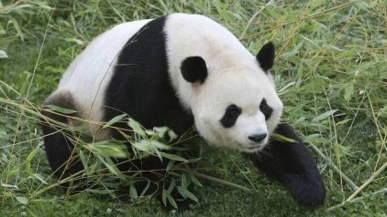 Muere Pan Pan, el "abuelo de los pandas"