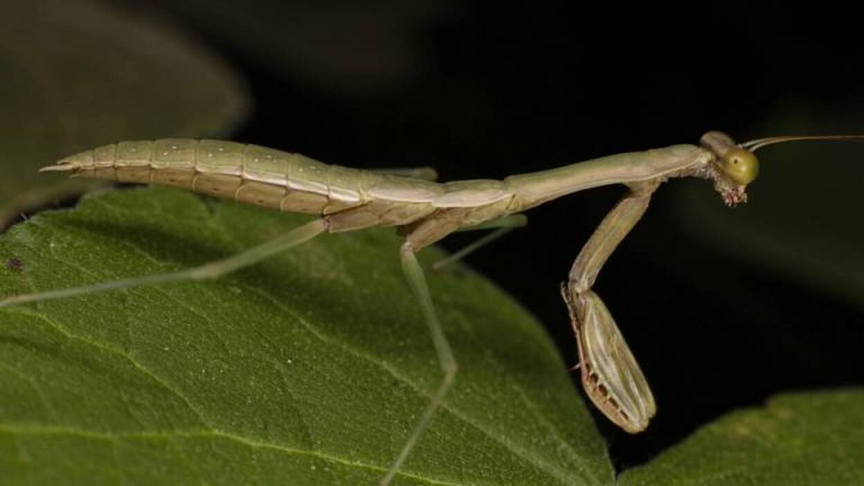Flora y fauna de Nairobi