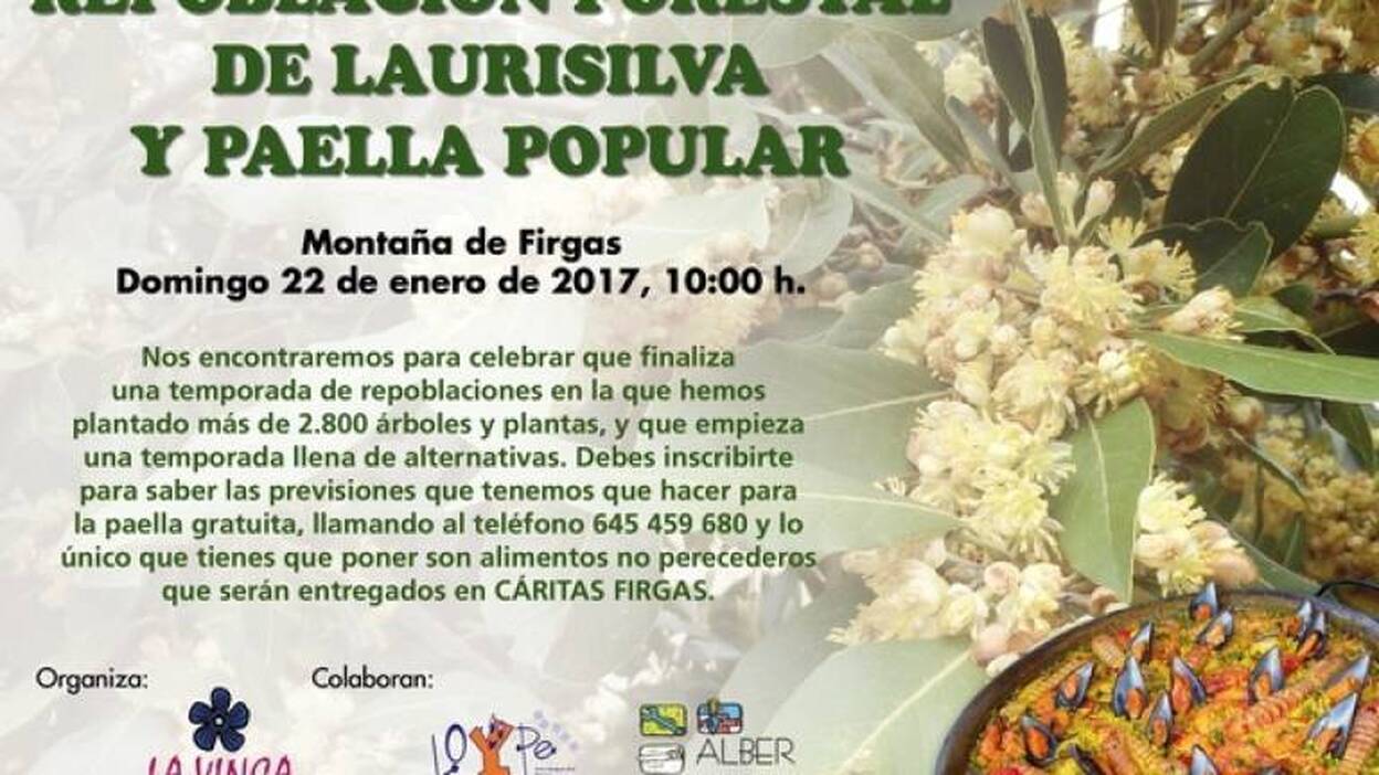 LA VINCA Ecologistas en Acción programa una plantación de laurisilva en Firgas