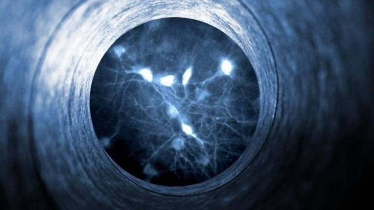 Investigadores revelan nuevos datos sobre las neuronas implicadas en la atracción social