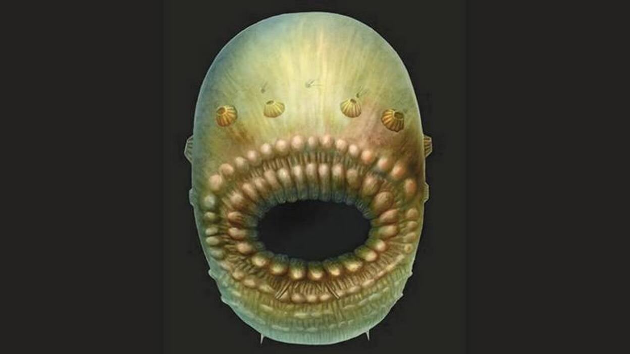 Una criatura marina con forma de bolsa, nuestro más antiguo ancestro