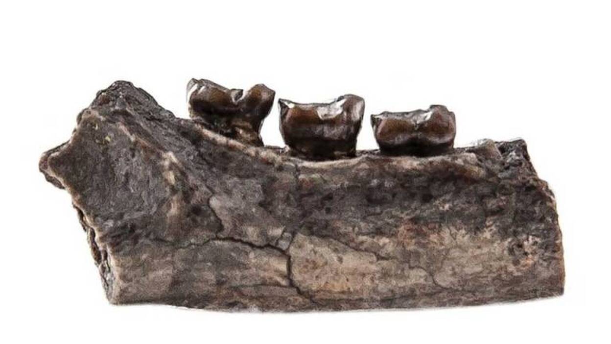 Cazadores de fósiles encuentran dientes de un nuevo primate