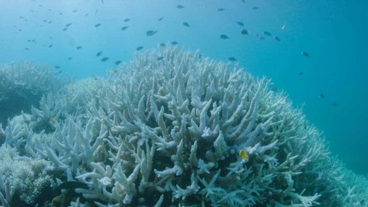 Blanqueo masivo que sufre la Gran Barrera de Arrecifes