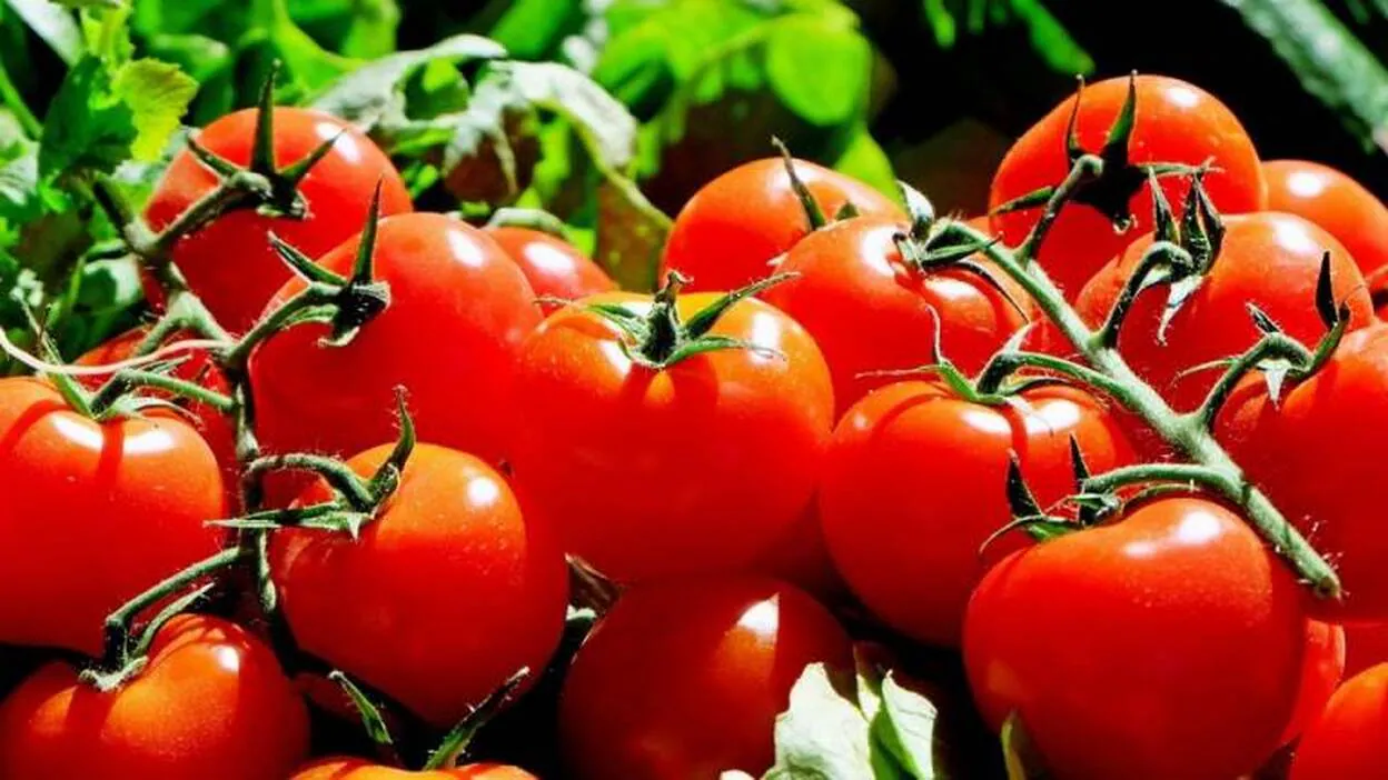 Demuestran los beneficios del tomate frente al cáncer