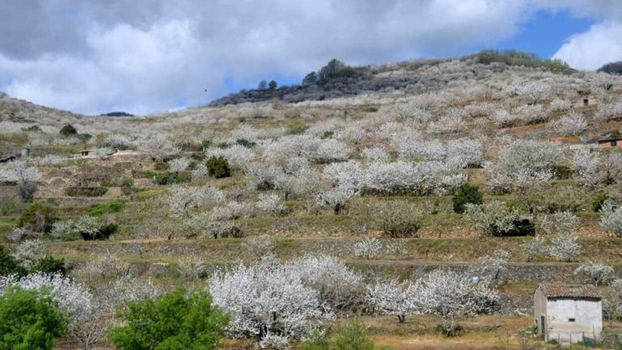 Más de 1,2 millones de cerezos en flor visten de blanco estos días el Valle del Jerte