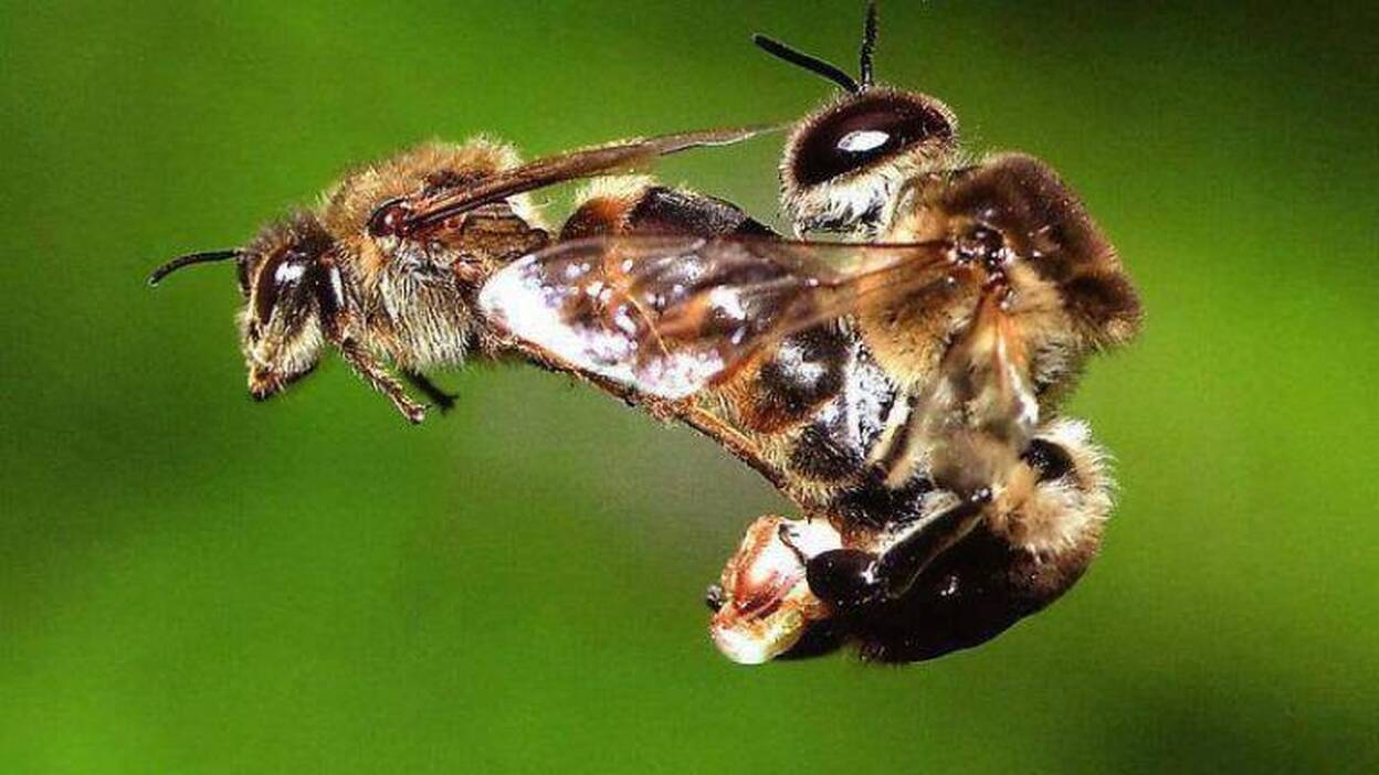 Un estudio alerta del peligro de extinción de la "desobediente" abeja asiática