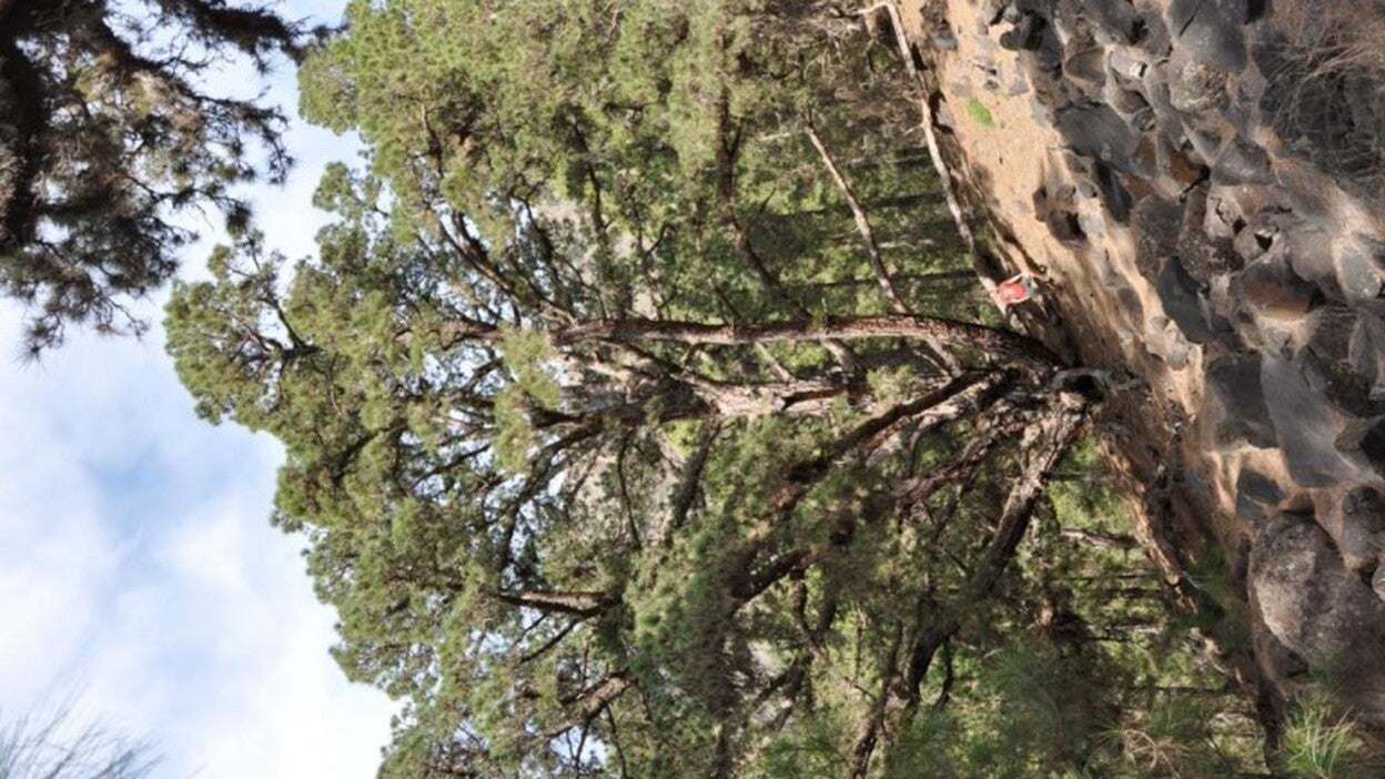 Los pinos gordos de la Caldera