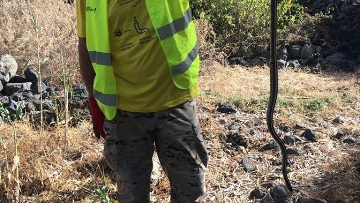 Voluntarios capturan seis culebras reales