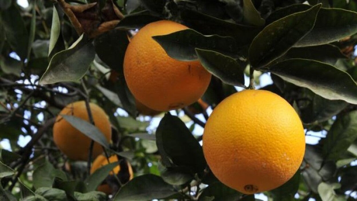 Investigados por el robo de naranjas