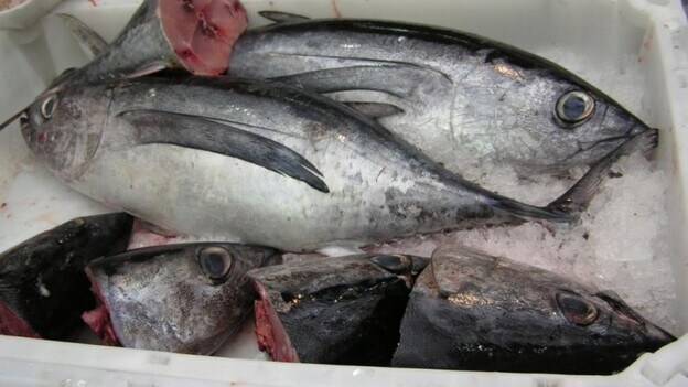 España agotaría hoy su producción propia de pescado