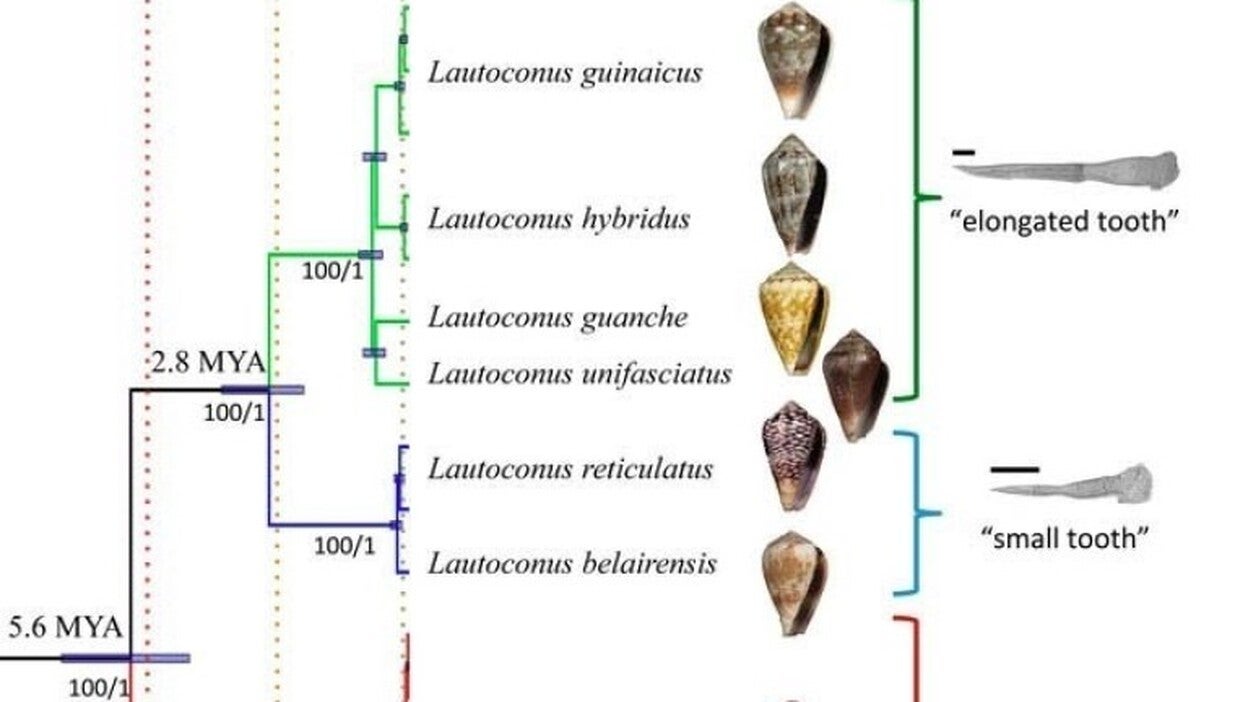 Secuencian el genoma de poblaciones de caracoles marinos endémicos de Senegal