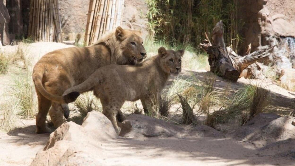 Loro Parque recibe al león africano que reinará en Lion’s Kingdom