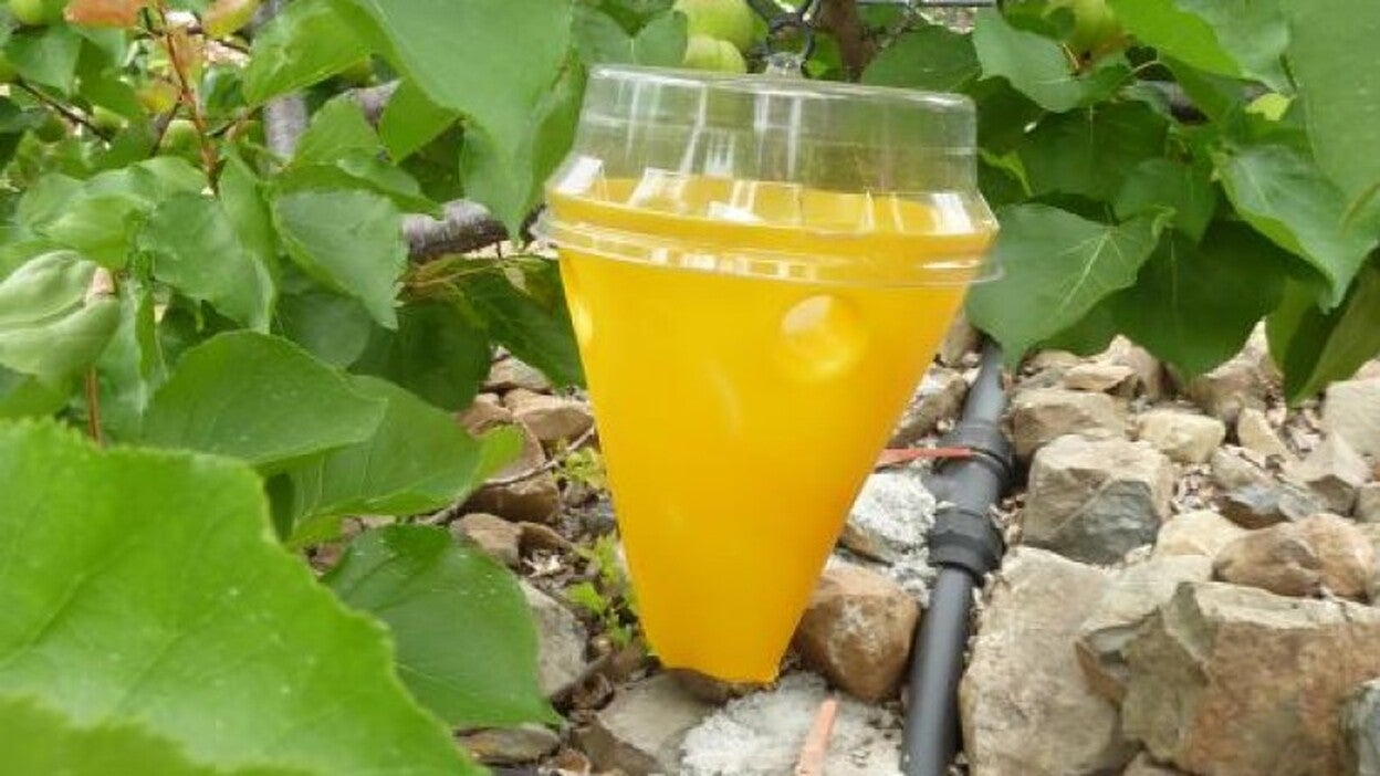 El Cabildo destina 18.000 euros al control de la mosca de la fruta