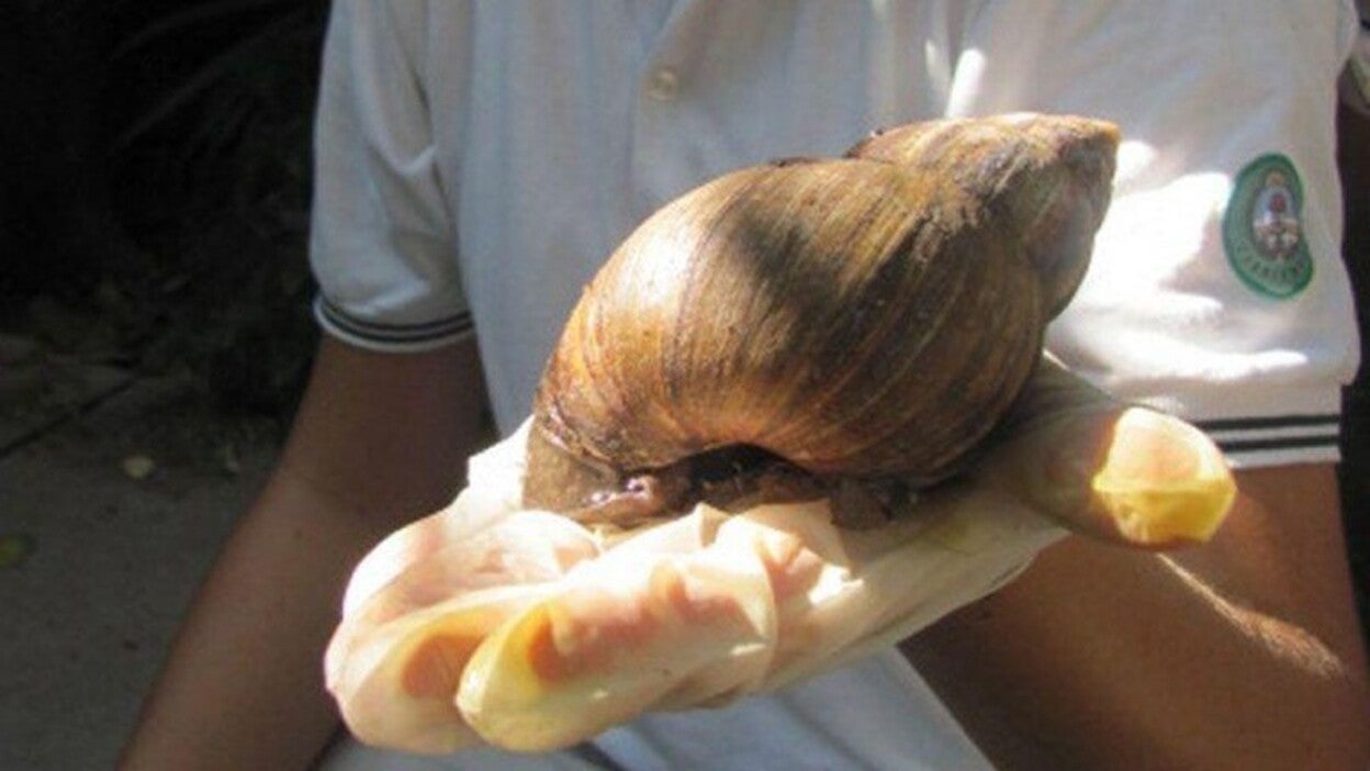 Incautan dos ejemplares de caracoles gigante africanos