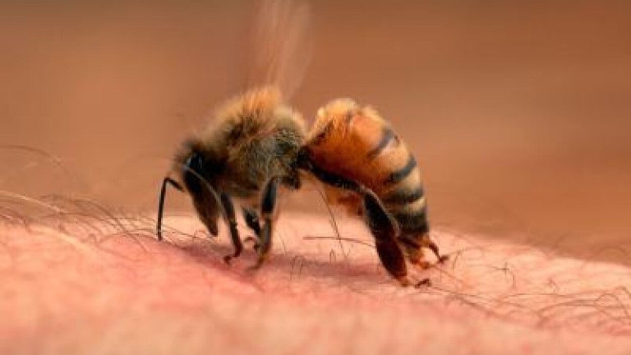 Fallece un hombre en Mijas por picaduras de abejas