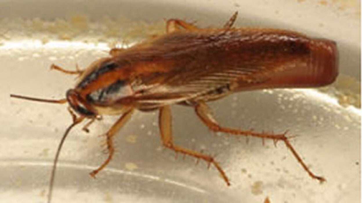 Unos vecinos muy incómodos