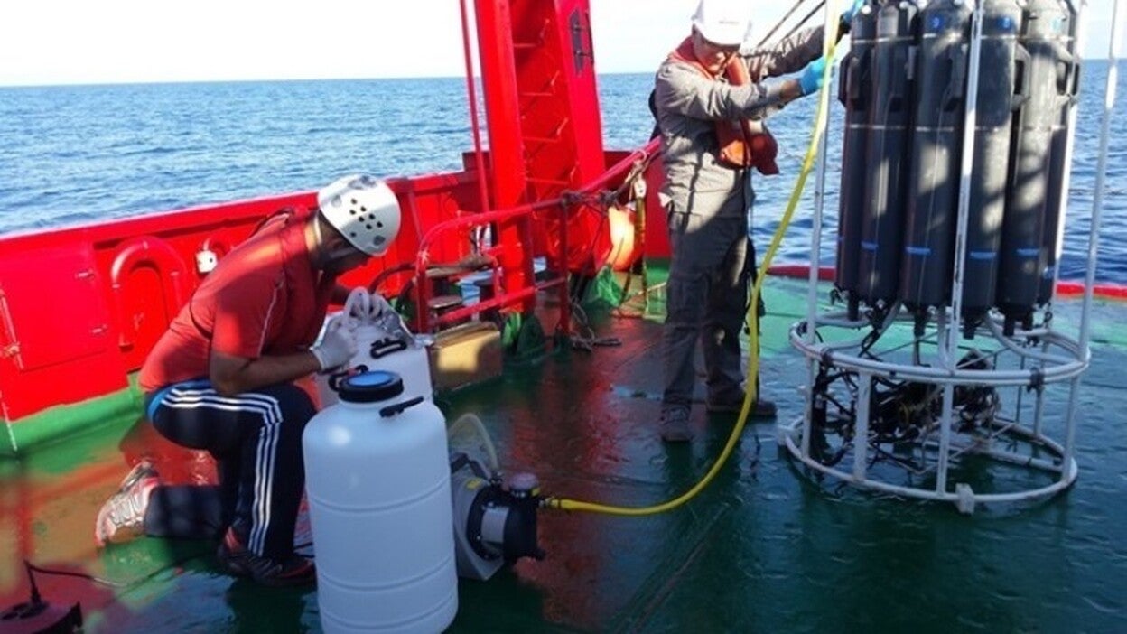 Descubren 44 nuevos virus en todos los océanos