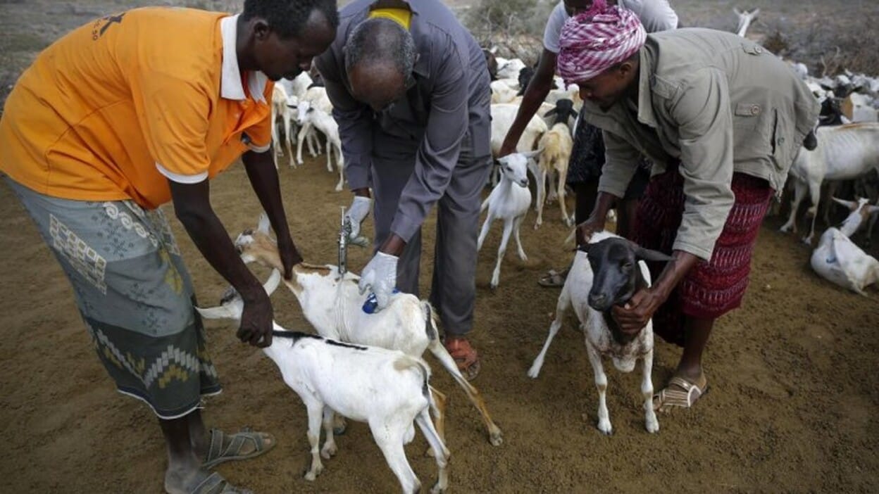 Ellas vacunan la economía somalí contra la sequía