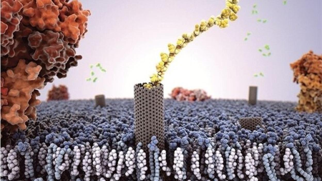 Nanotubos de carbono replican la biología