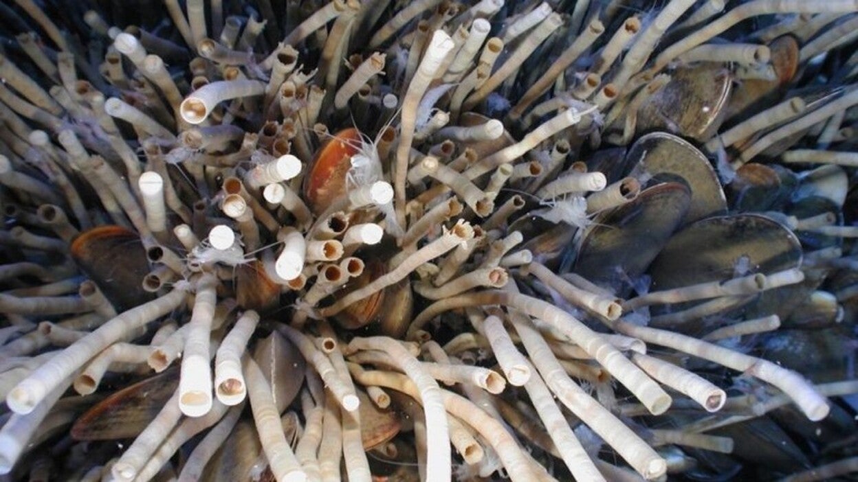 Gusanos del Golfo de México, entre los animales más longevos