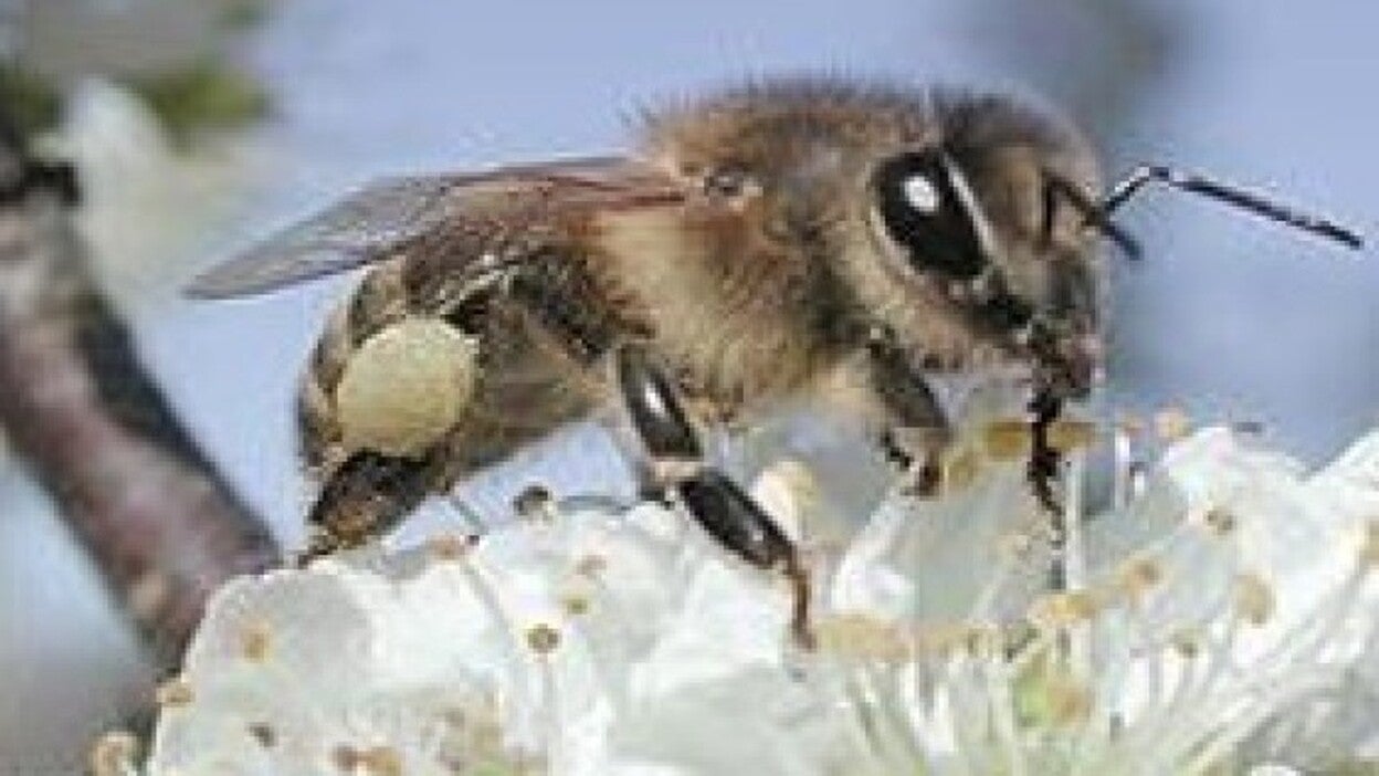 Los márgenes de cultivo son beneficiosos para conservar las abejas silvestres