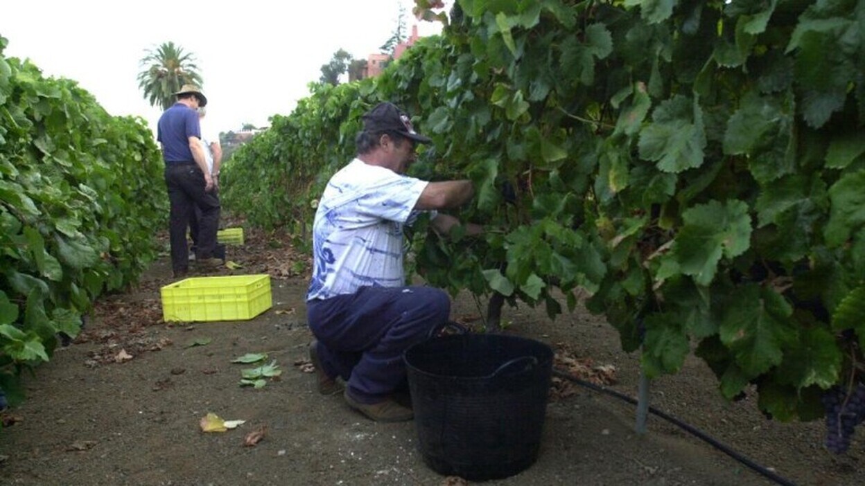 Gran Canaria inicia la recogida de uvas