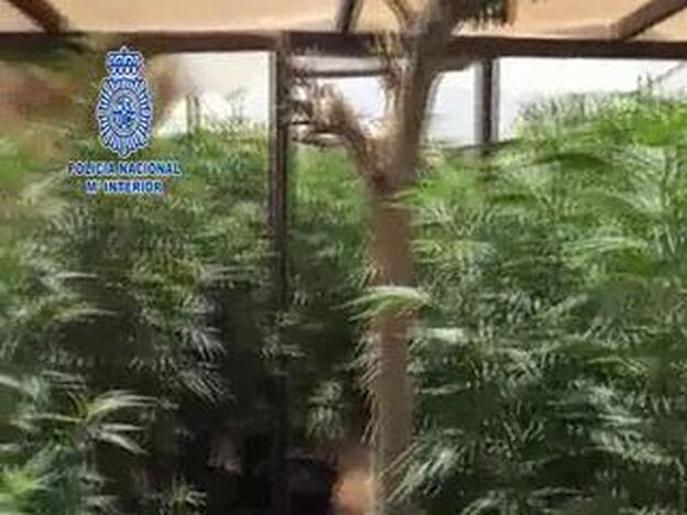 Desmantelan un invernadero de marihuana en Arrecife