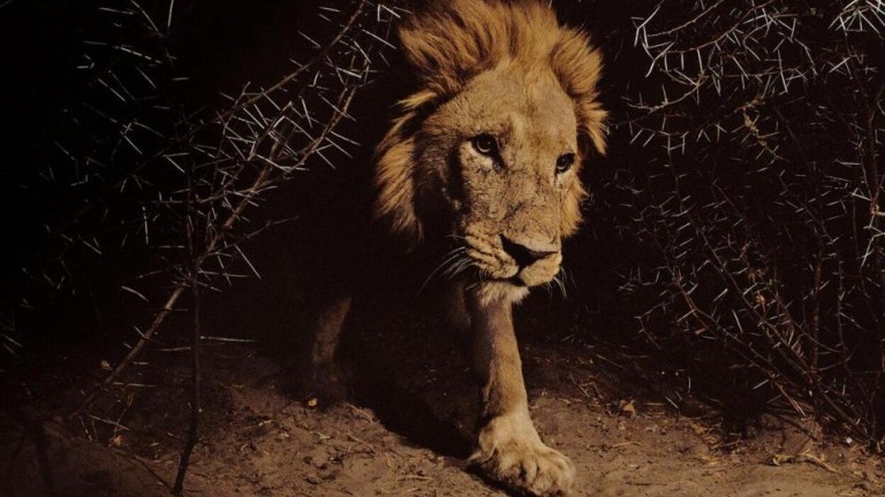 La vida salvaje grabada en tiempo real llega a National Geographic