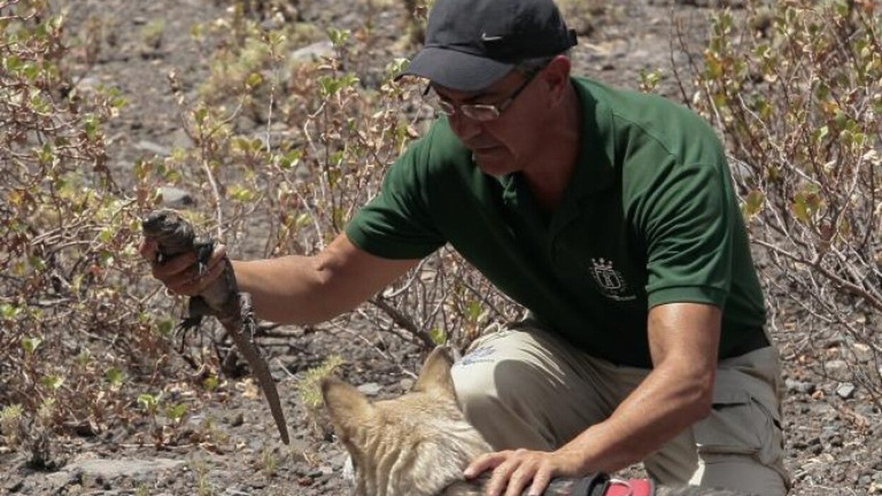 Tras los pasos del Lagarto Gigante de El Hierro